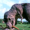 jurassiccitycom View all userpics